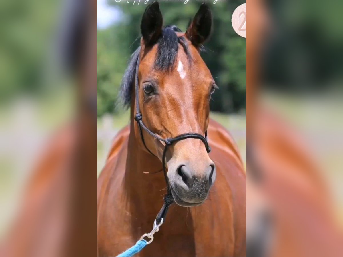 NRPS Mare 26 years 14,2 hh Brown in Eke