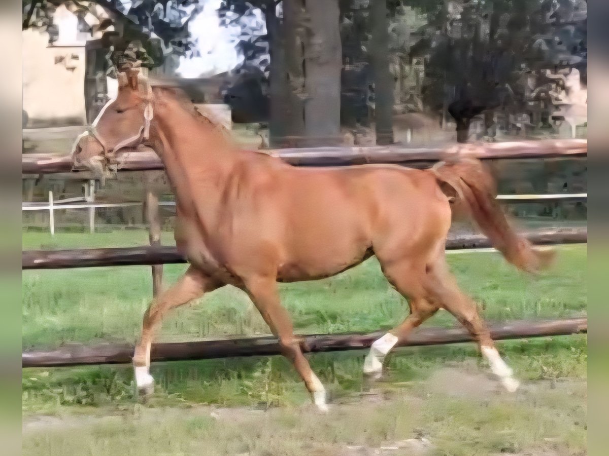 NRPS Mare 2 years 14,1 hh Chestnut-Red in Sint Hubert