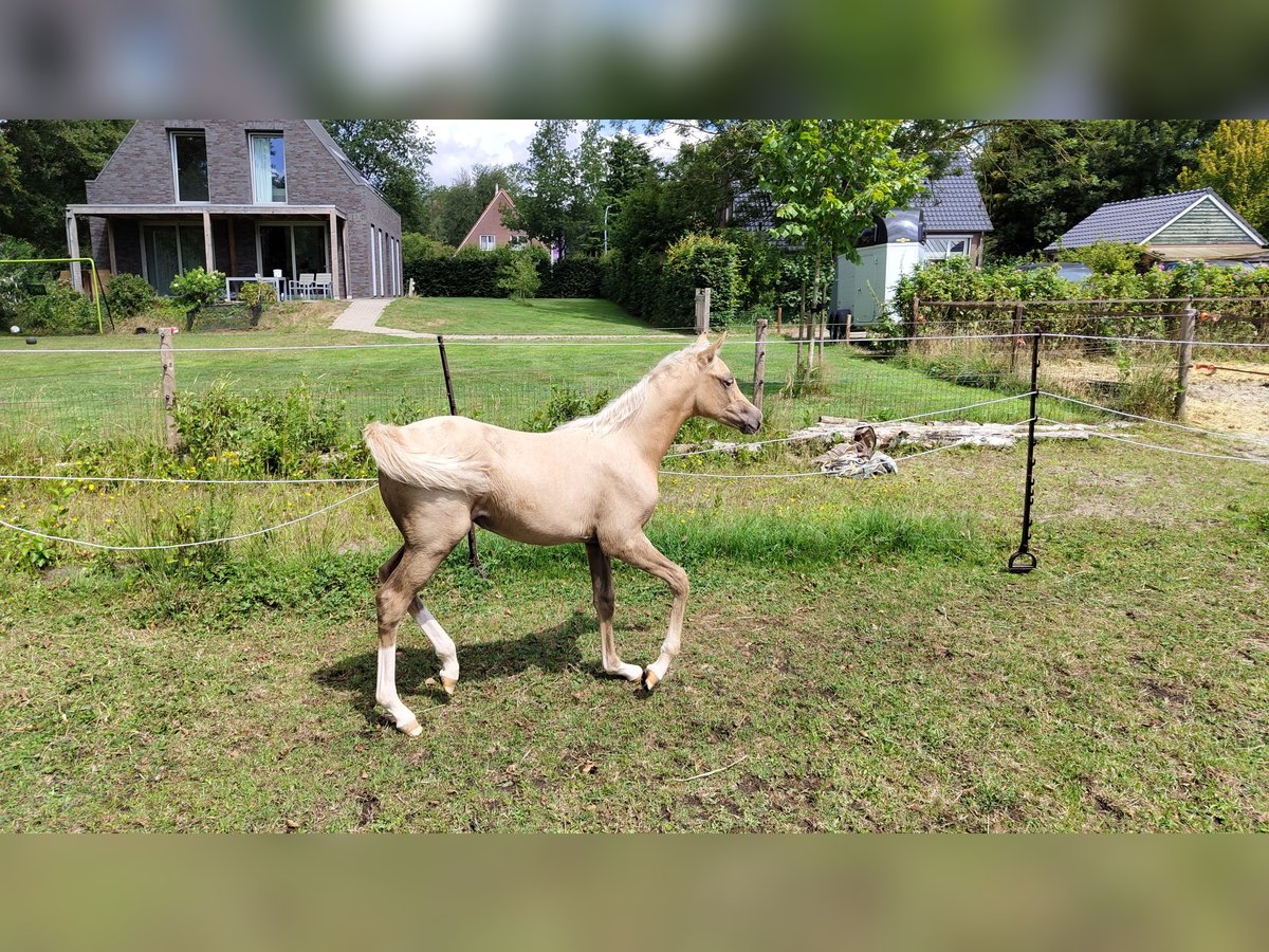 NRPS Mare 2 years 15 hh Palomino in Dwingeloo