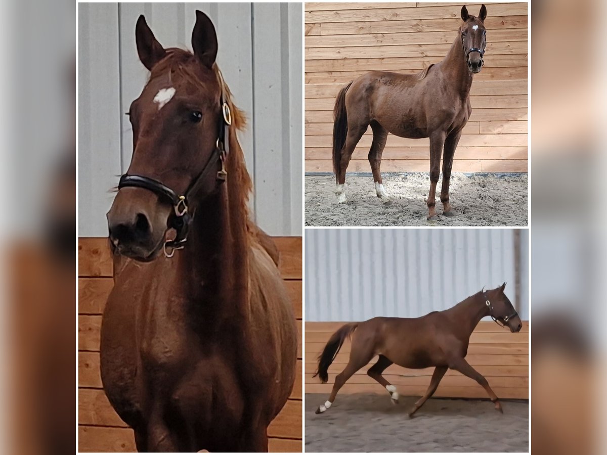 NRPS Mare 2 years in Den Ham