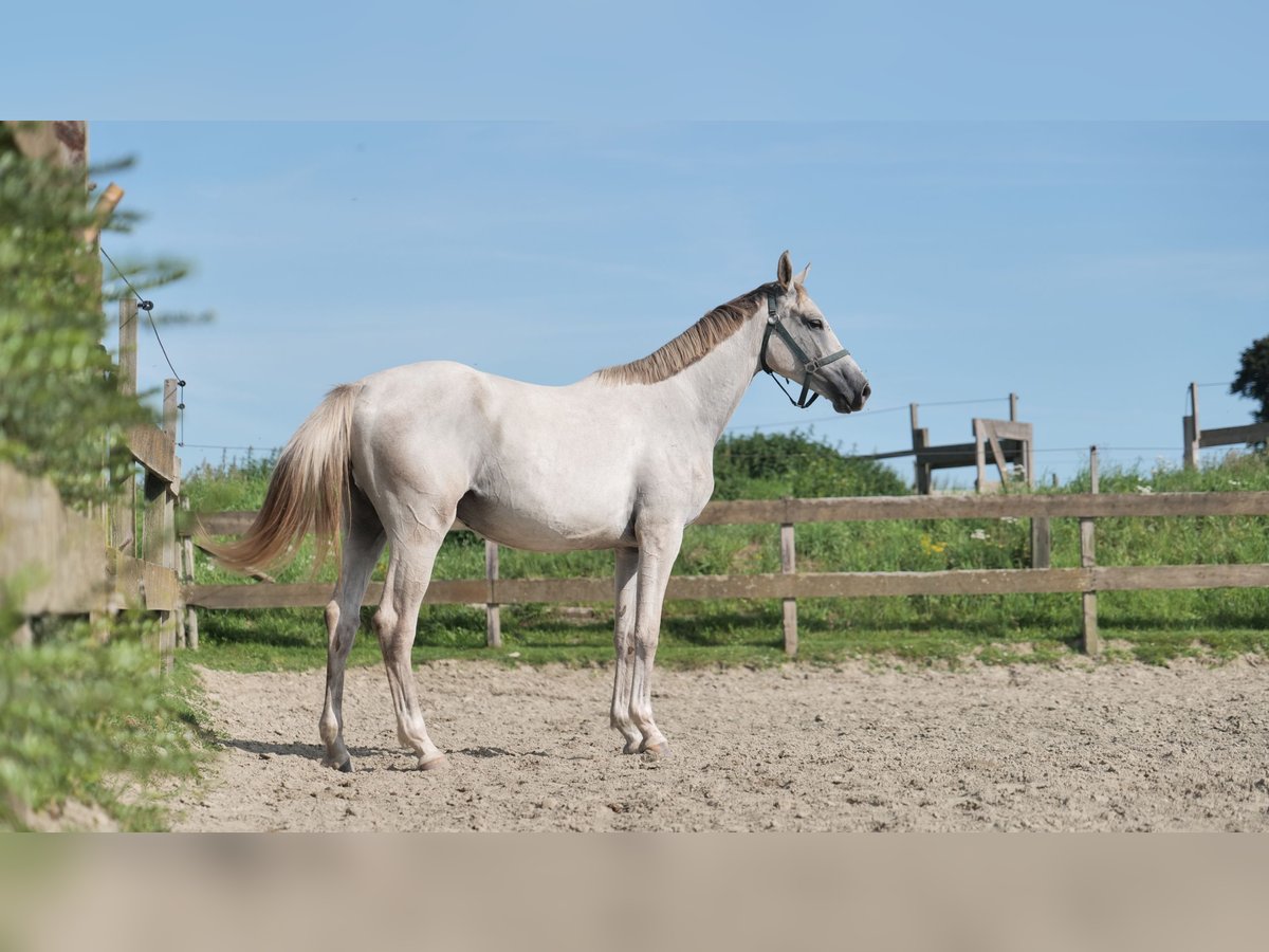 NRPS Mare 2 years Gray in Stokkum