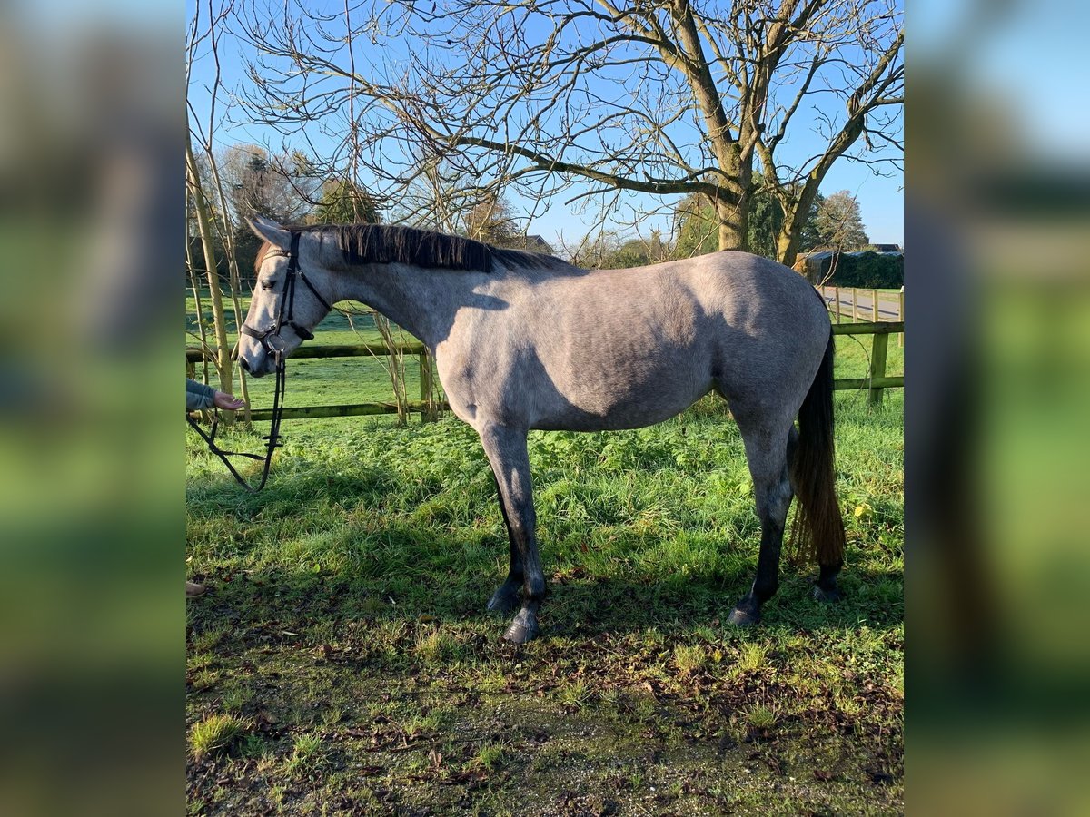 NRPS Mare 3 years 15,2 hh Gray in Groessen