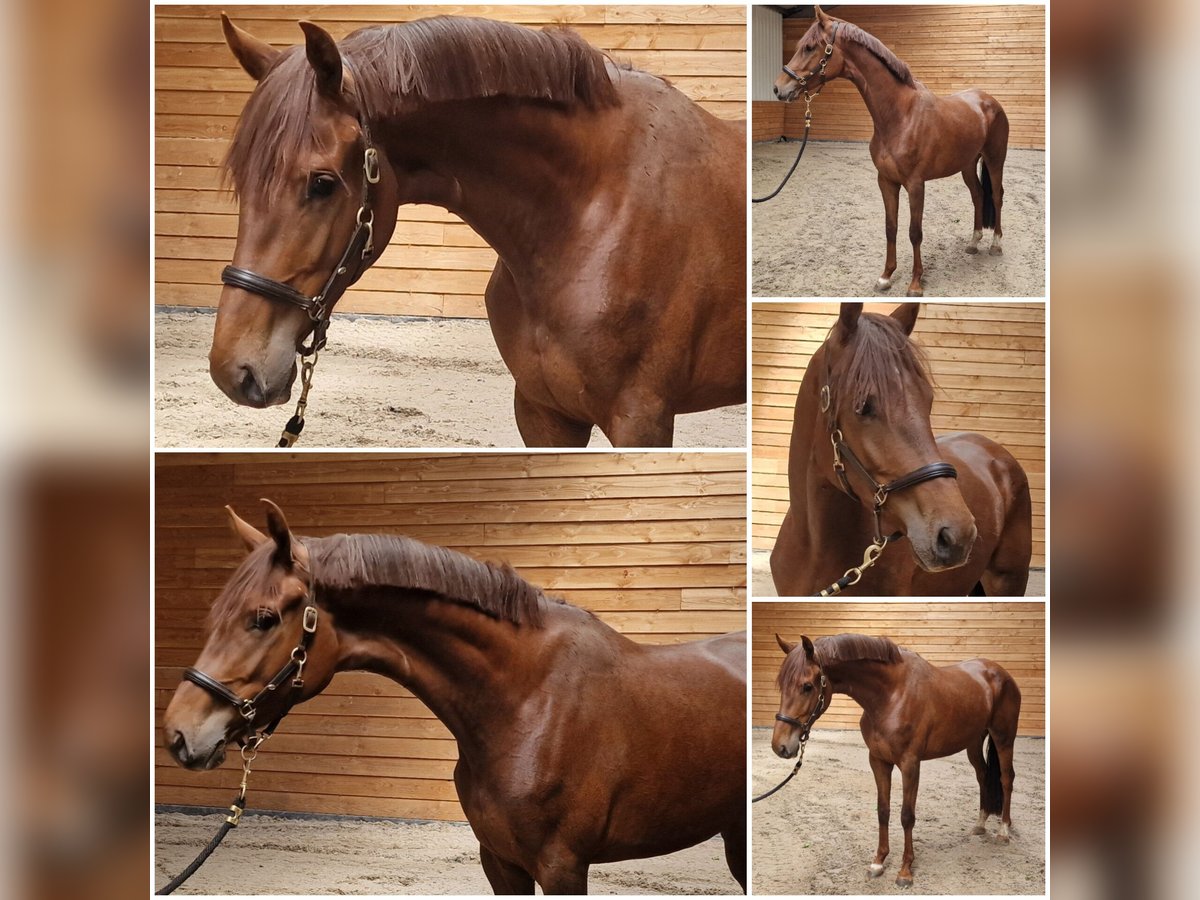 NRPS Mare 3 years Chestnut-Red in Den Ham