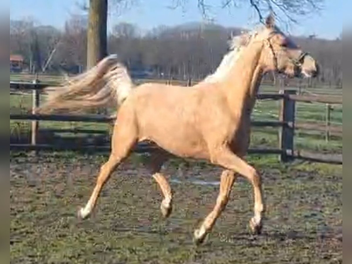 NRPS Mare 4 years 14,2 hh Palomino in Sint Hubert