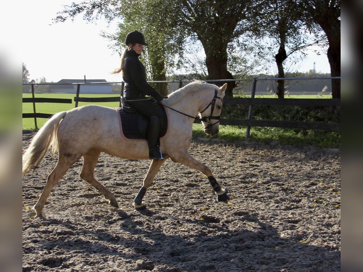 NRPS Mix Mare 4 years 14 hh Palomino in Hellevoetsluis