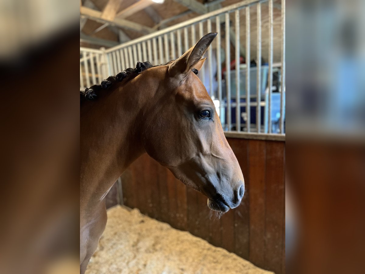 NRPS Mare 5 years 13,3 hh Brown in Hattemerbroek