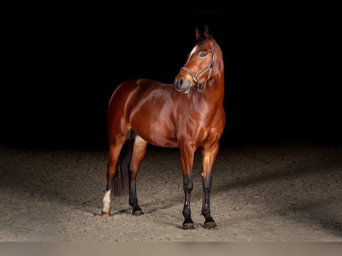 NRPS Mare 5 years 14,1 hh Brown in Geesteren ov