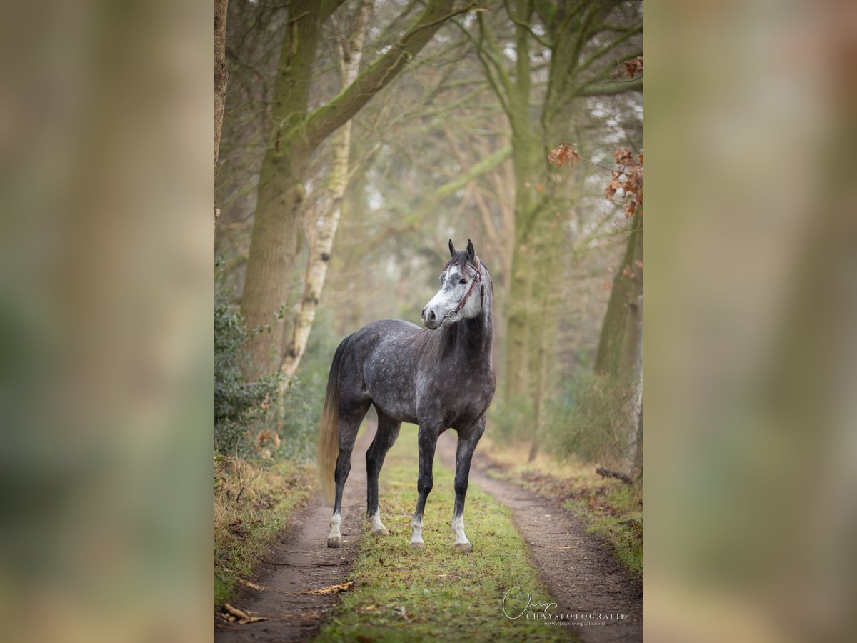 NRPS Mare 5 years 14,2 hh Gray-Dark-Tan in Streefkerk