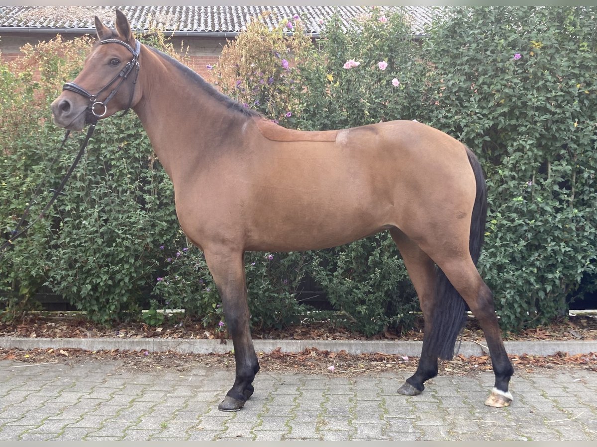 NRPS Mare 5 years 14 hh Brown in Rodewald