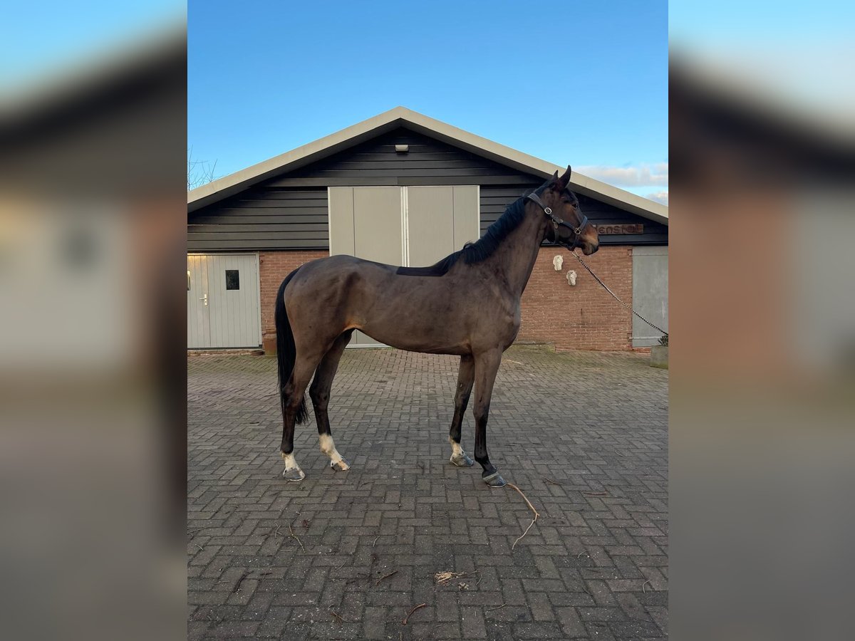 NRPS Mare 5 years 17 hh Bay-Dark in Bleskensgraaf ca
