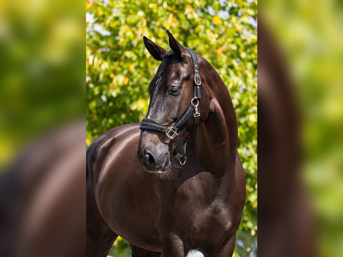 NRPS Mare 5 years 17 hh Smoky-Black in Berghem