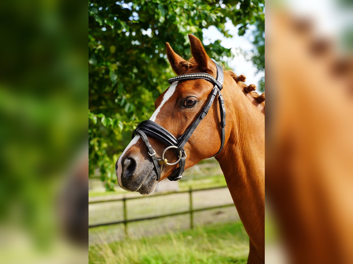 NRPS Mare 6 years 14,1 hh Chestnut-Red in Buchholz in der Nordheide