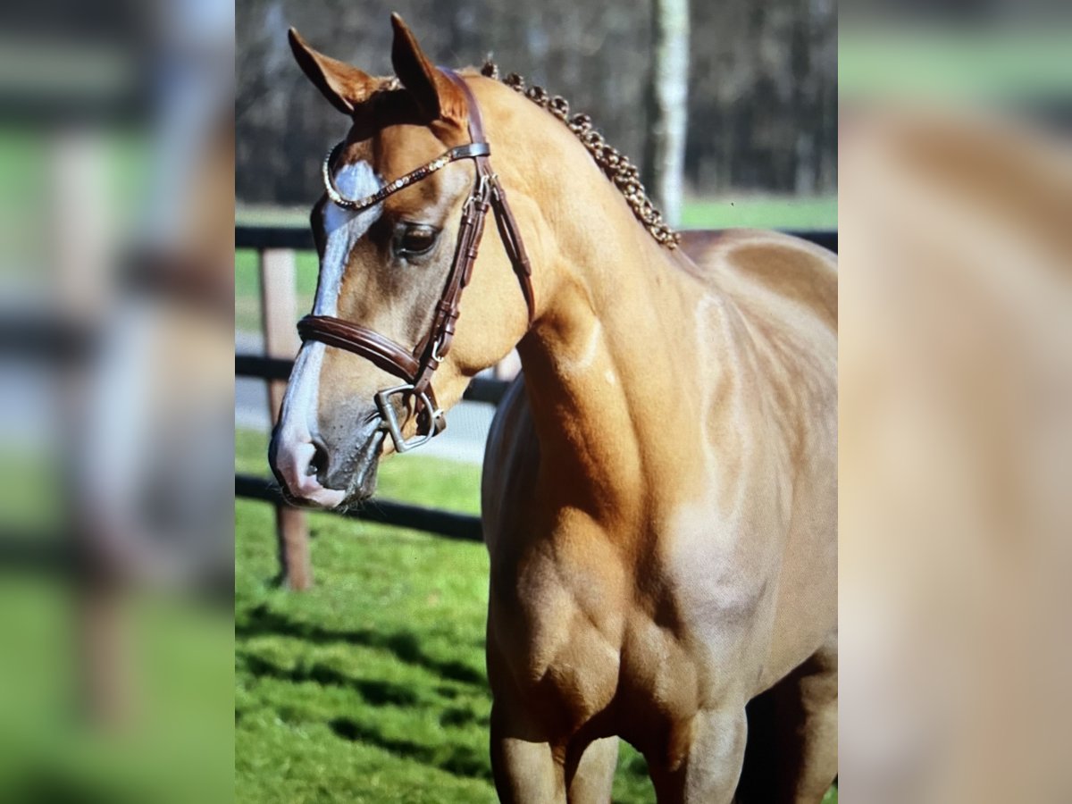 NRPS Mare 6 years 14,1 hh Chestnut-Red in V&#xF6;hl