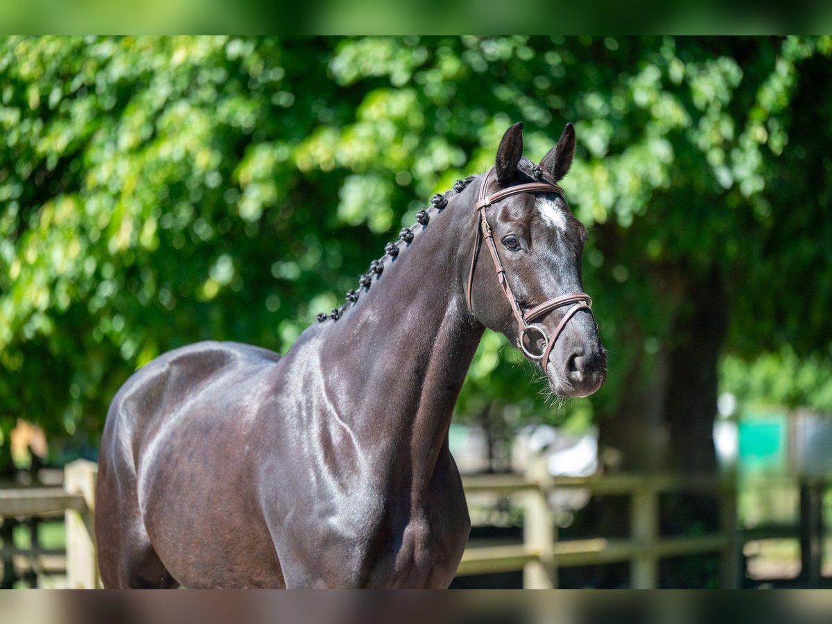 NRPS Mare 6 years 16,2 hh Black in GROTE-BROGEL