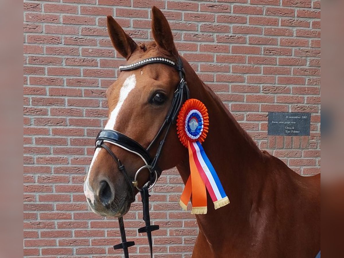 NRPS Mare 7 years 15,1 hh Chestnut-Red in Nistelrode