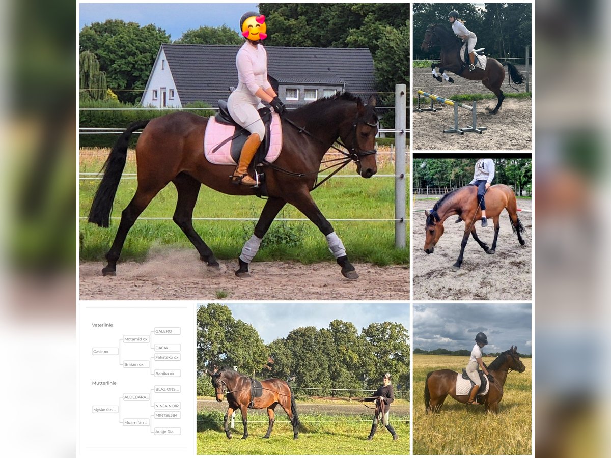 NRPS Mix Mare 7 years 15 hh Brown in Bar&#xDF;el