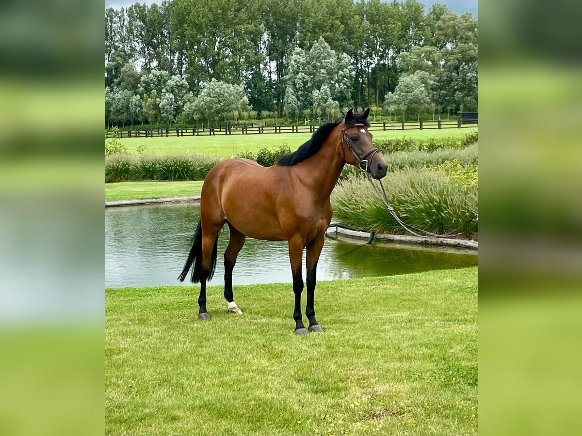 NRPS Mare 8 years 14,1 hh Brown in Humbeek