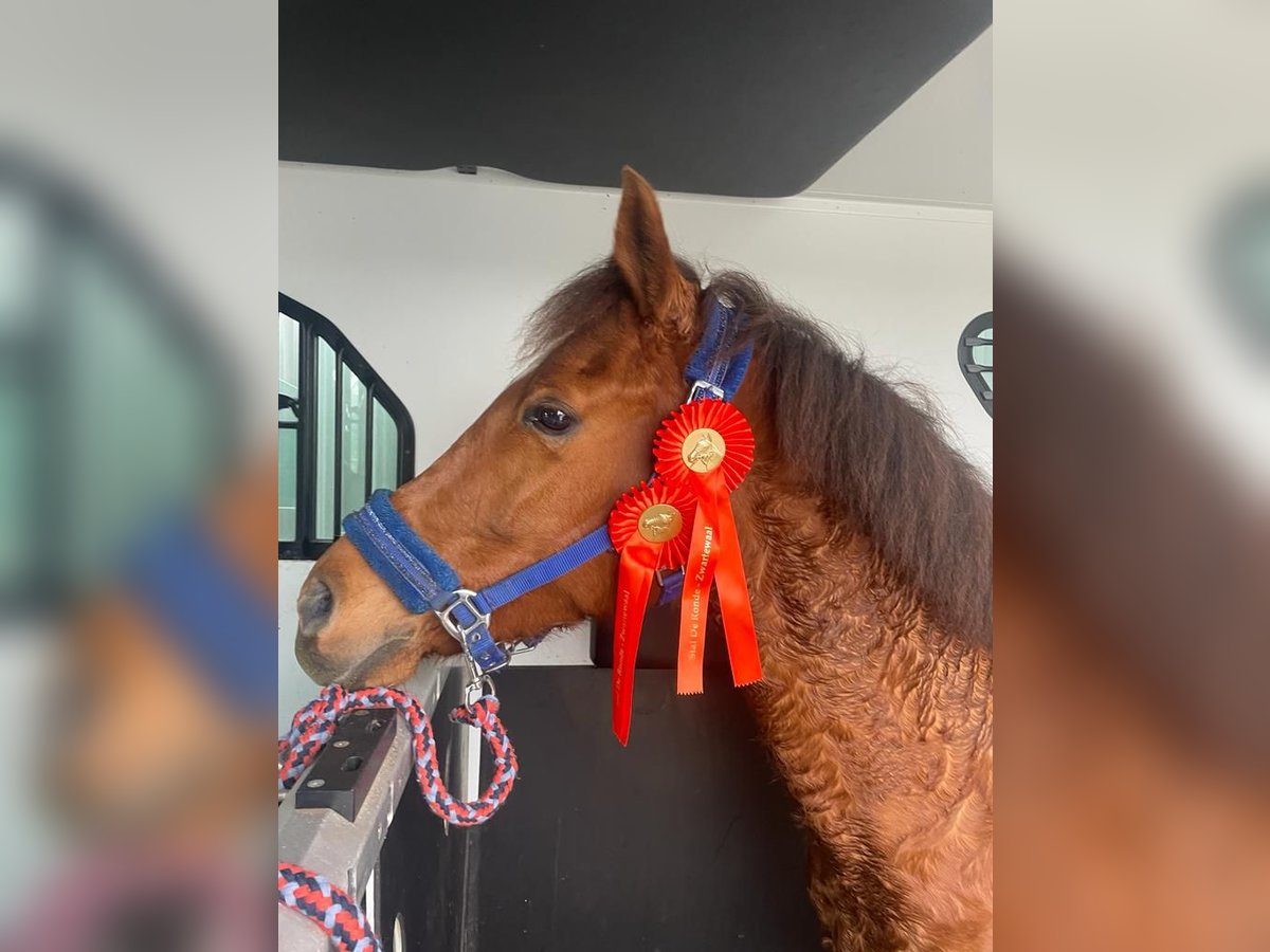 NRPS Mare 9 years 14,2 hh Chestnut-Red in Oostvoorne