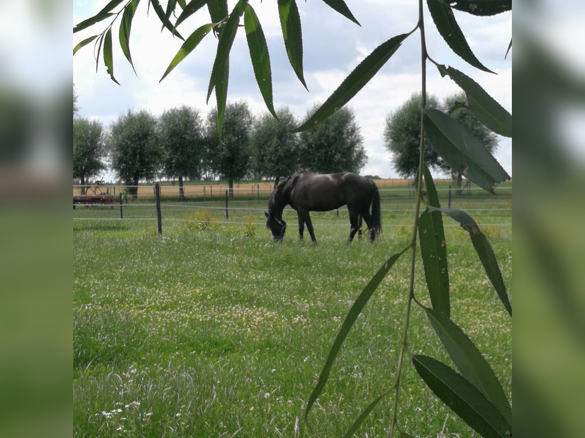 NRPS Mare 9 years 16 hh Black in Ninove