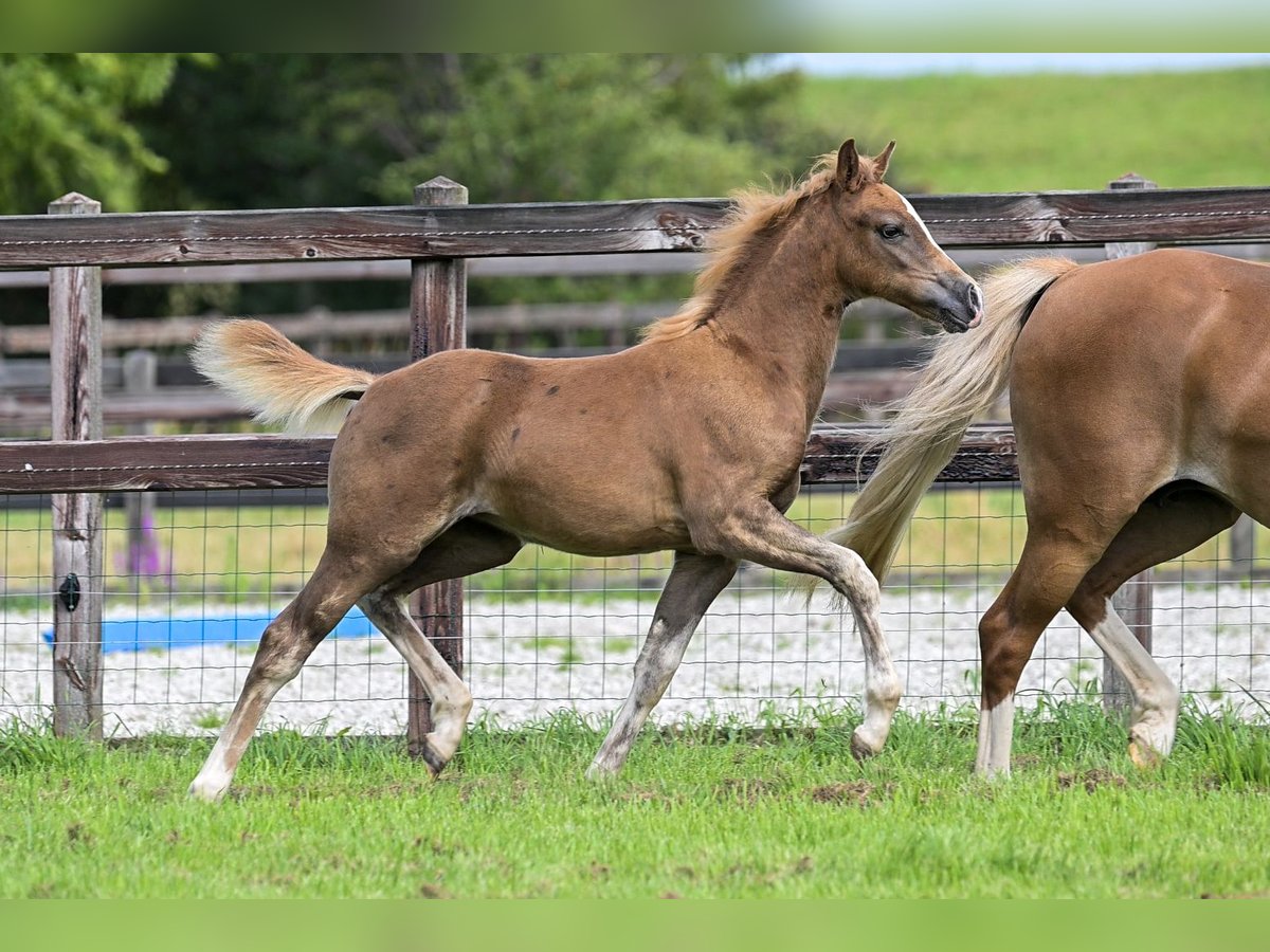 NRPS Mare Foal (05/2025) 13,1 hh Buckskin in Brummen