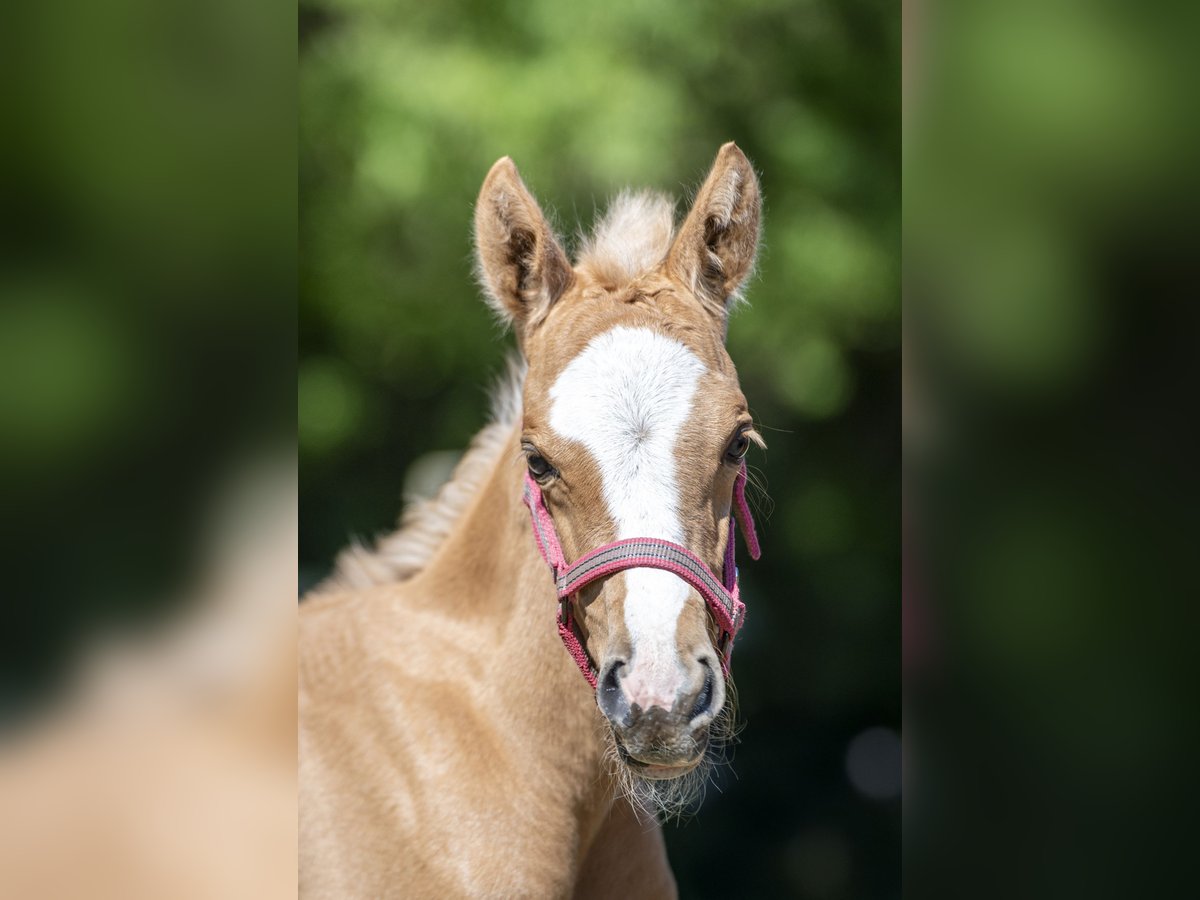 NRPS Mare  14,1 hh Palomino in Achthuizen