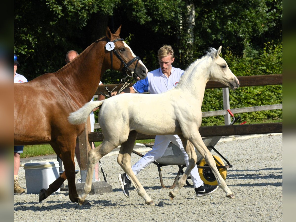 NRPS Mare Foal (05/2024) 16 hh Palomino in Wapse