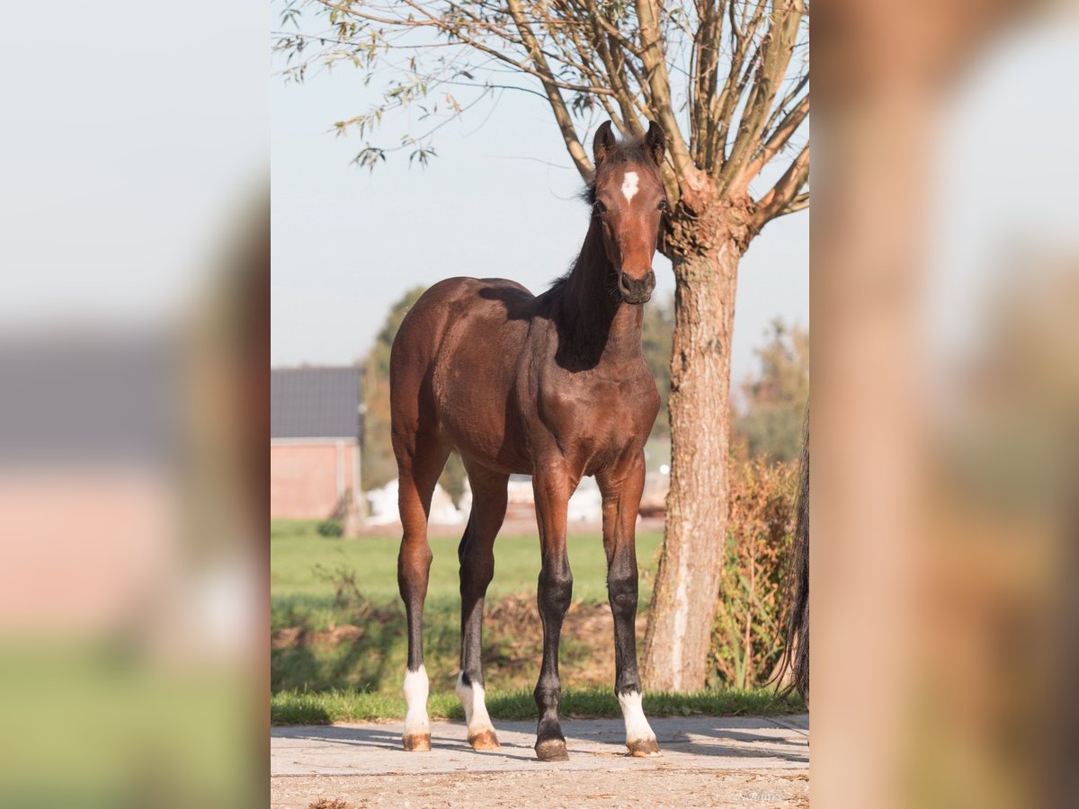 NRPS Mare Foal (03/2024) Brown in Driebruggen