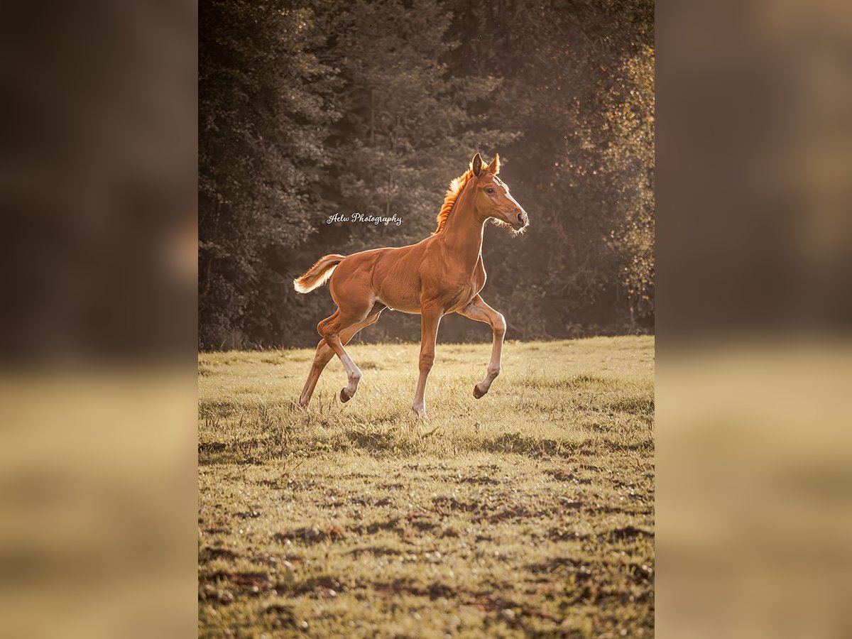 NRPS Mare Foal (06/2024) Chestnut-Red in Nijkerk