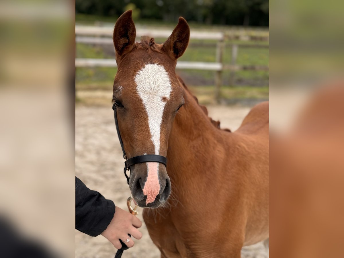 NRPS Mare Foal (04/2024) Chestnut-Red in Sint michielsgestel