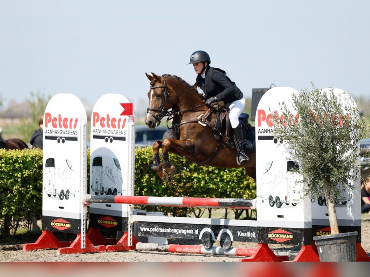 NRPS Merrie 16 Jaar 146 cm Donkere-vos in Liempde