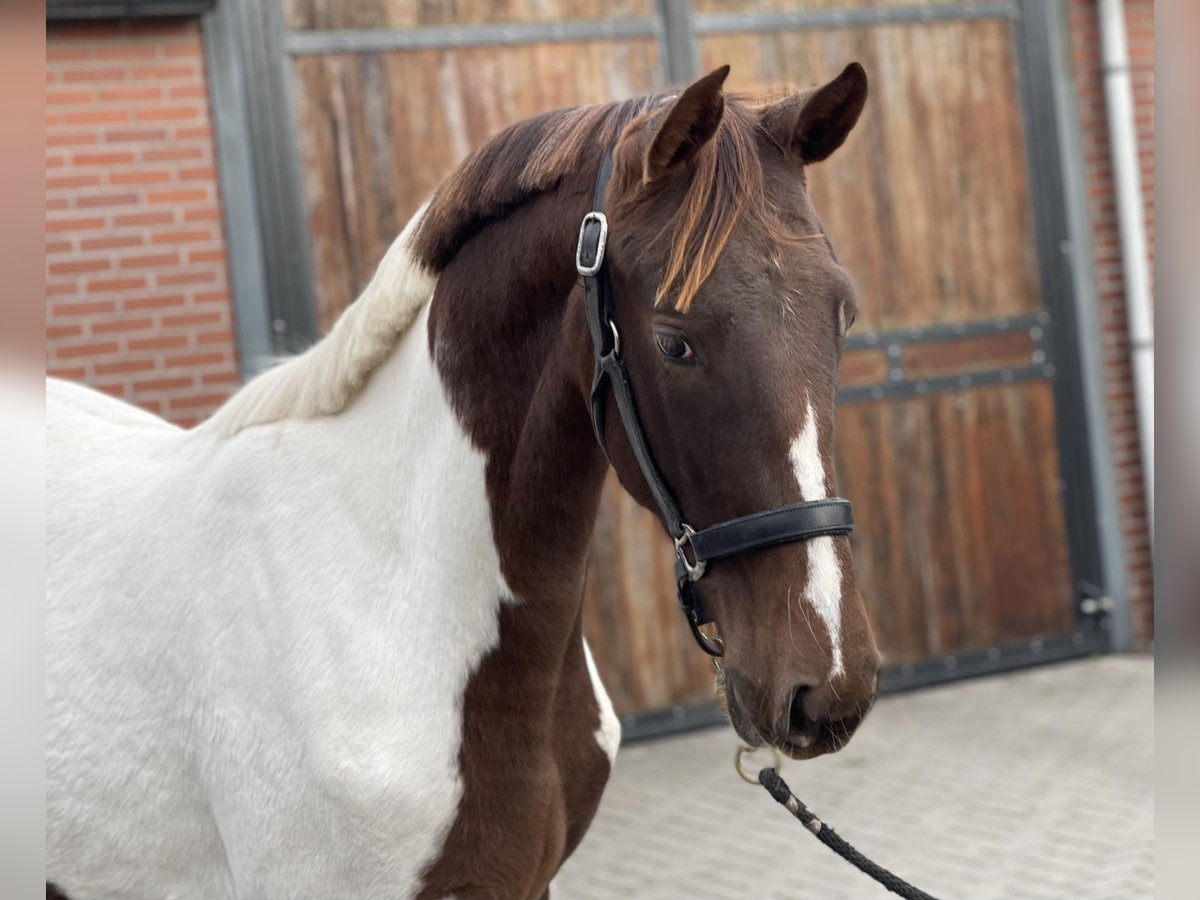 NRPS Merrie 2 Jaar 160 cm Gevlekt-paard in Zieuwent