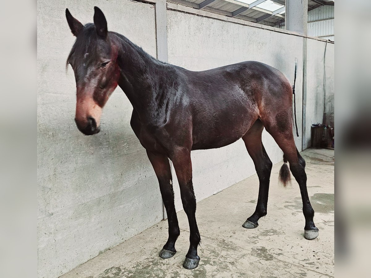 NRPS Merrie 2 Jaar 180 cm Bruin in Landgraaf