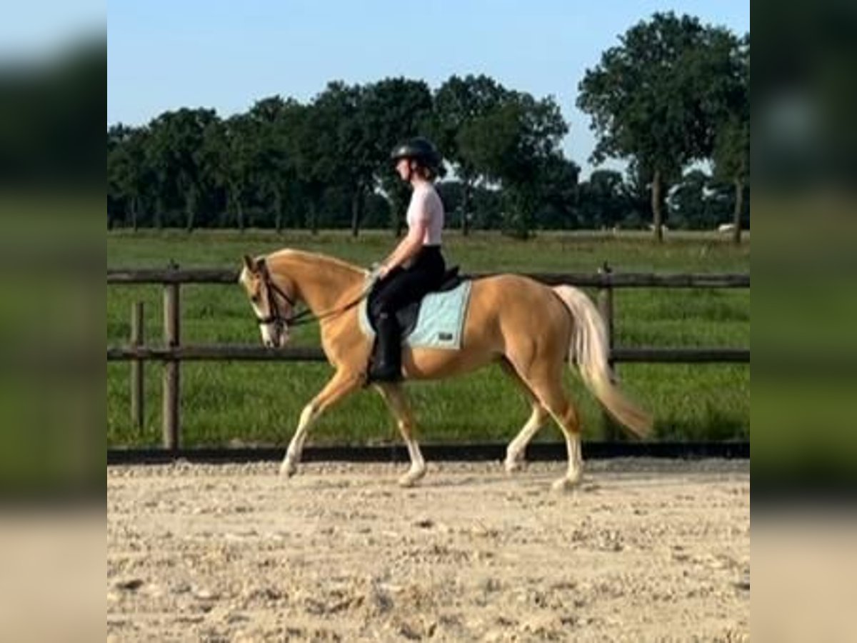 NRPS Merrie 3 Jaar 137 cm Palomino in Siebengewald