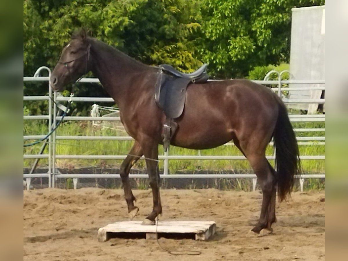 NRPS Merrie 3 Jaar 158 cm Falbe in Bad Endbach