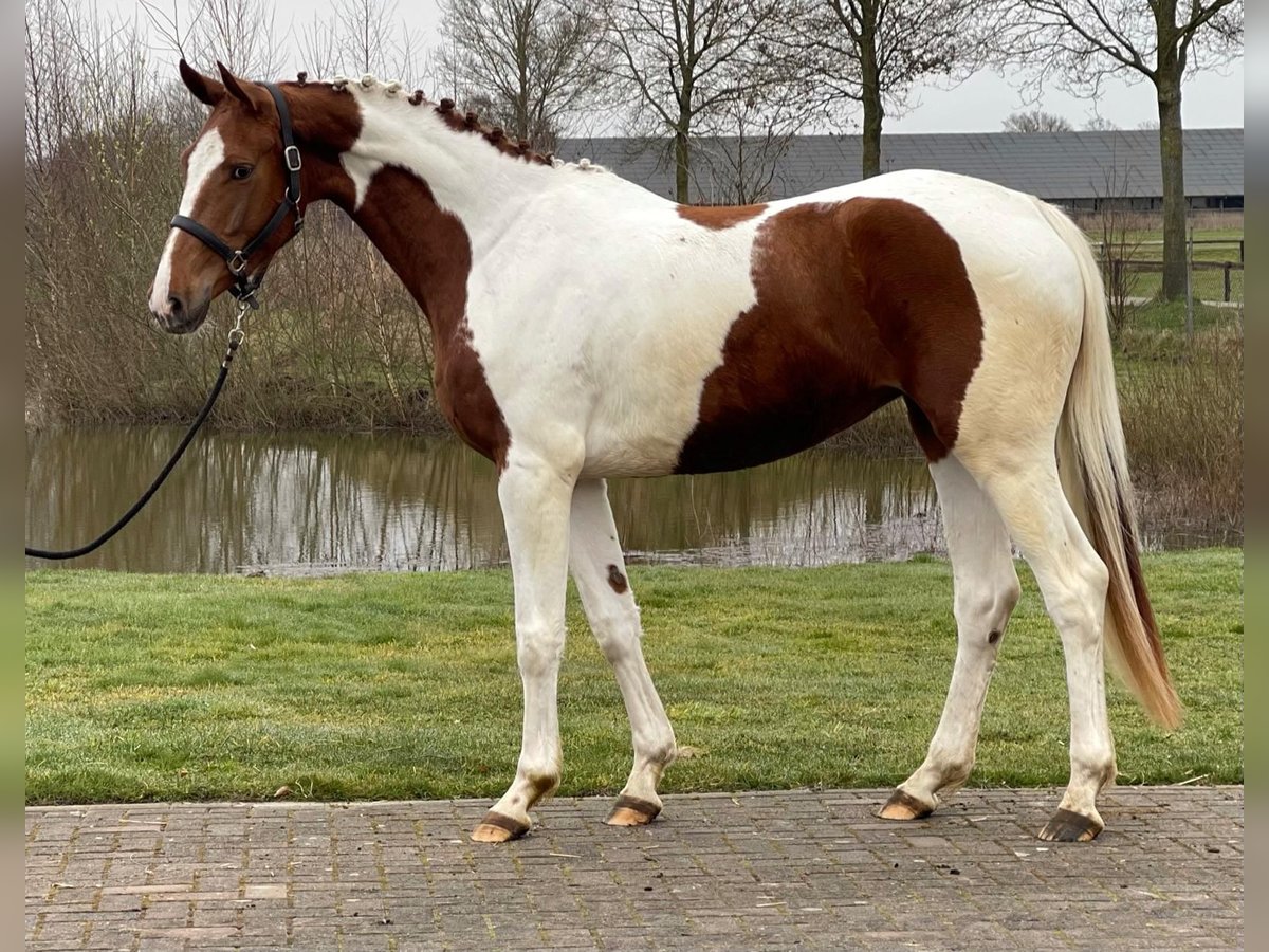 NRPS Merrie 3 Jaar 164 cm Gevlekt-paard in GROTE-BROGEL