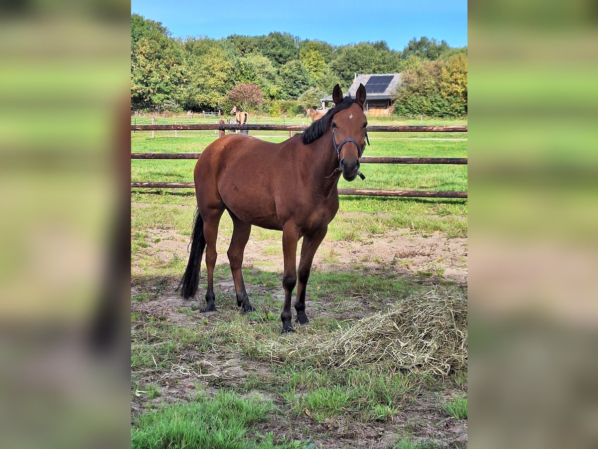 NRPS Merrie 4 Jaar 147 cm Bruin in Zolder