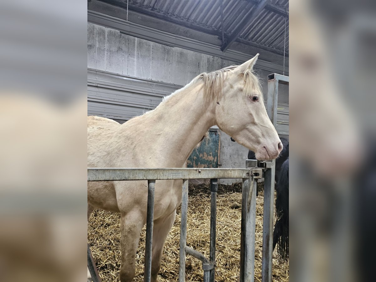 NRPS Merrie 4 Jaar 157 cm Champagne in Bitgum