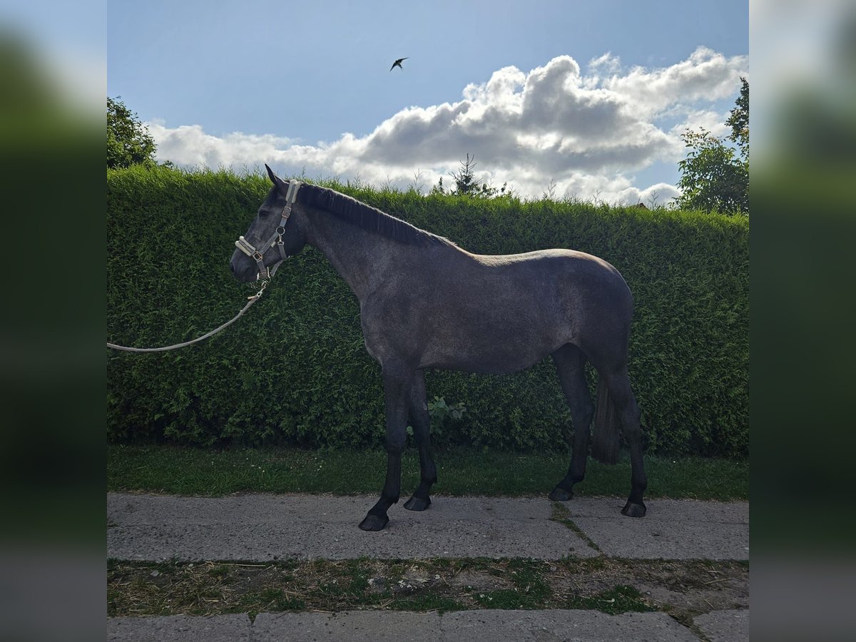 NRPS Merrie 4 Jaar 164 cm Zwartschimmel in Dersekow