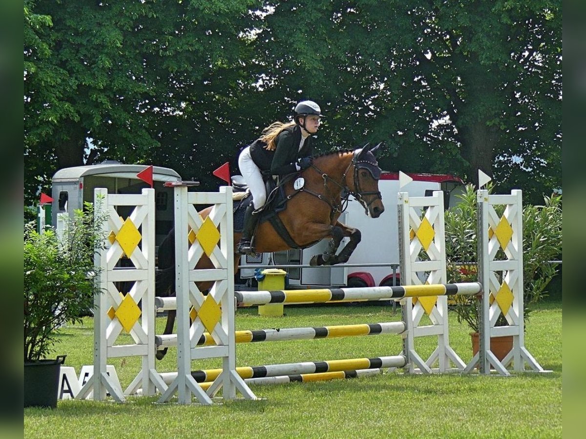 NRPS Merrie 5 Jaar 144 cm Bruin in Rodewald