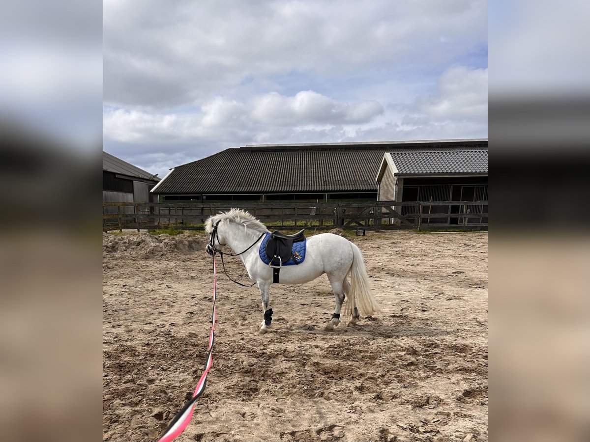 NRPS Merrie 6 Jaar 116 cm Schimmel in Zevenhoven