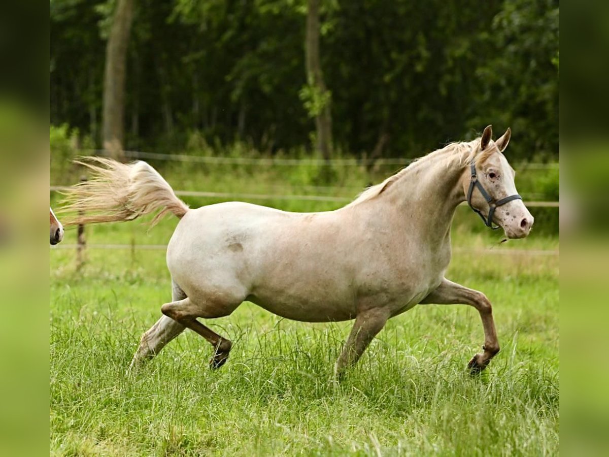 NRPS Merrie 6 Jaar 147 cm Appaloosa in Aalten