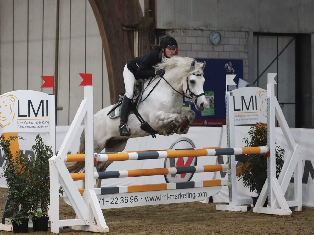 NRPS Ruin 12 Jaar 148 cm Schimmel in Vreden