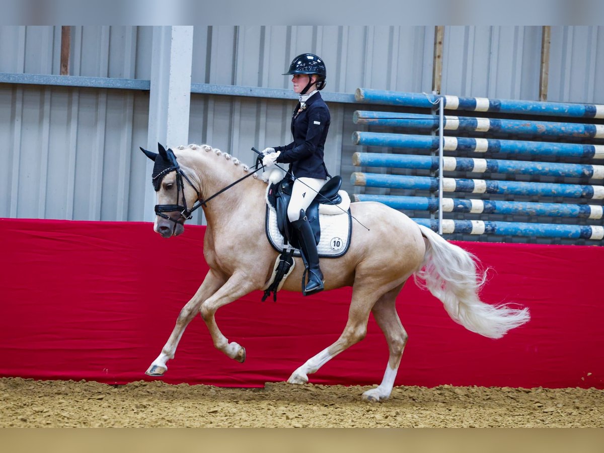 NRPS Ruin 5 Jaar 146 cm Palomino in Hellouw