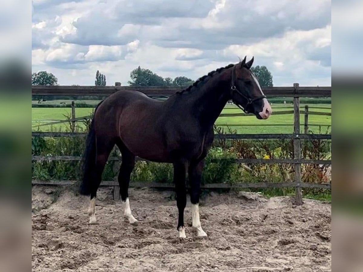 NRPS Ruin 5 Jaar 160 cm Bruin in Barneveld