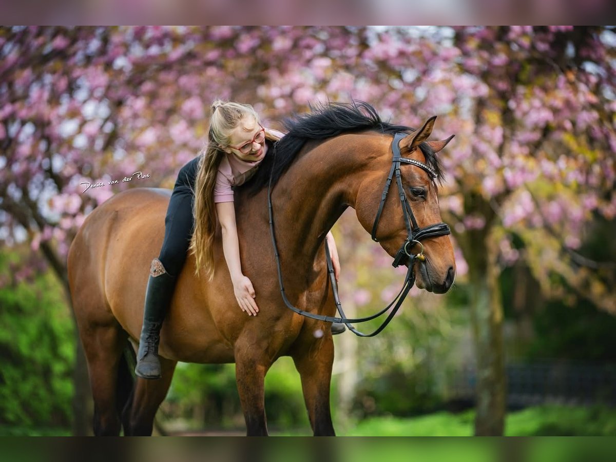 NRPS Ruin 6 Jaar 146 cm Bruin in Grebenhain