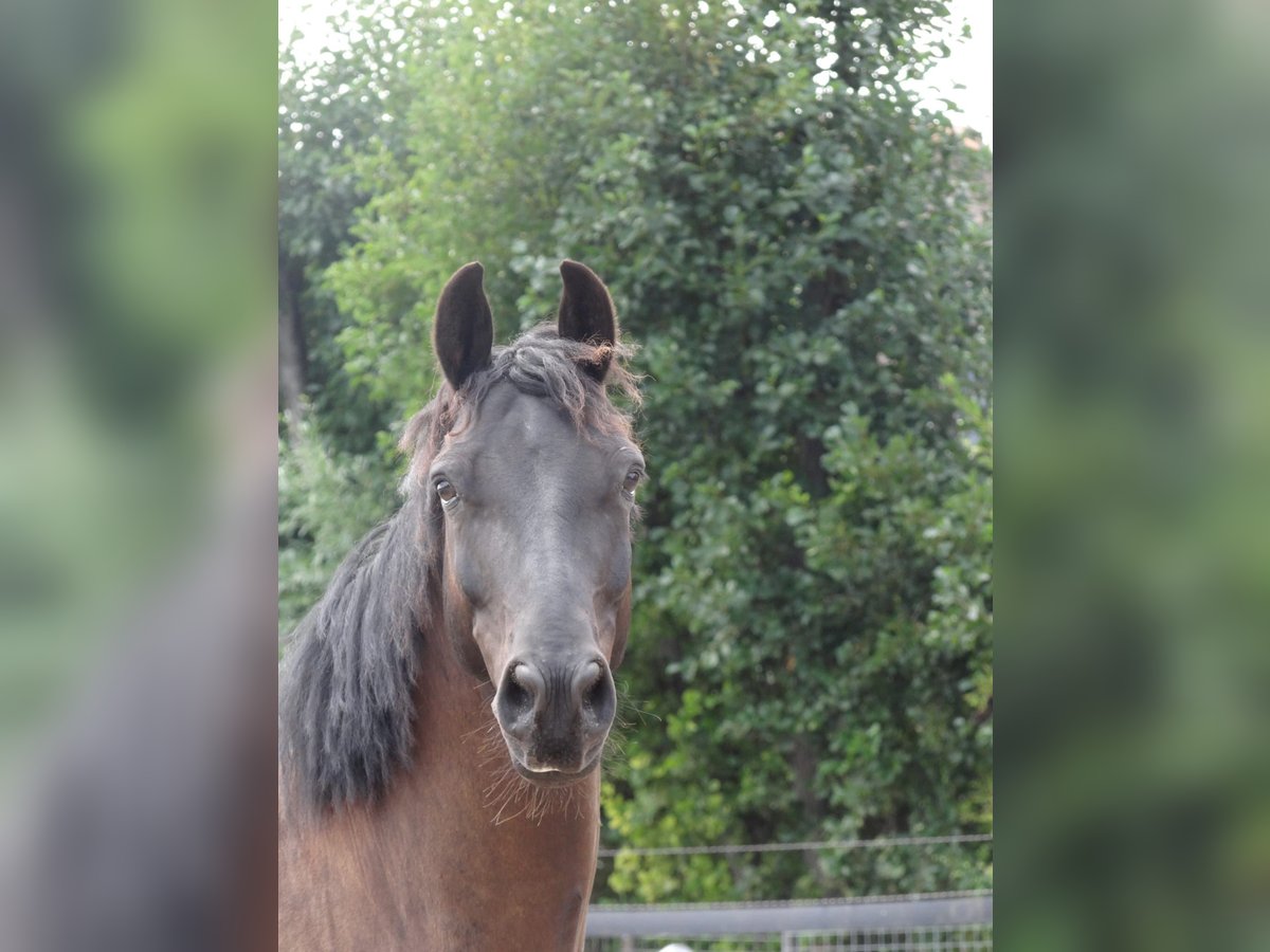 NRPS Mix Ruin 7 Jaar 160 cm Zwartbruin in Rockanje