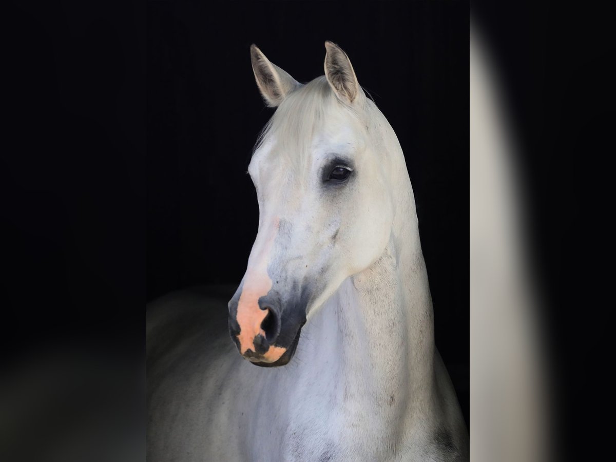 NRPS Mix Stallion 11 years 14,2 hh Grey in Heerlen