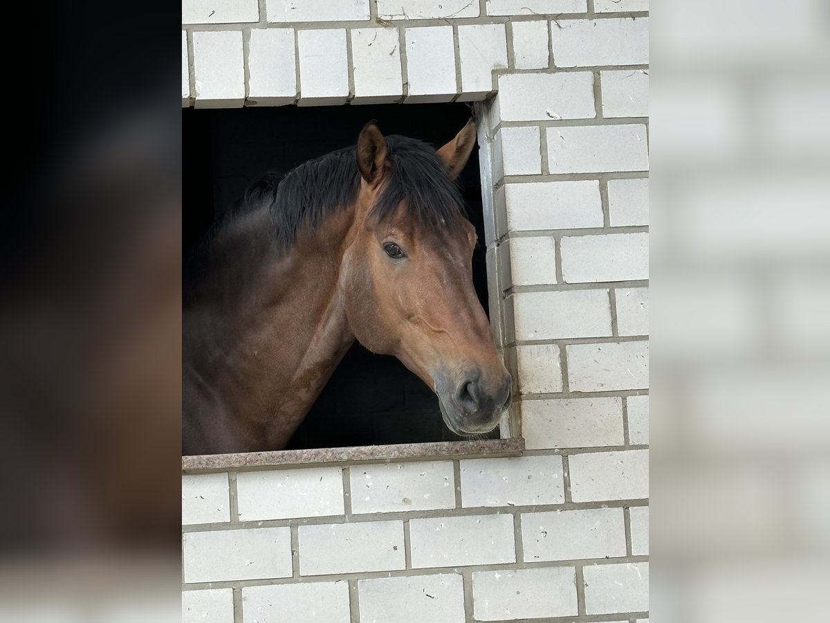 NRPS Stallion 16 years 17 hh Brown in Trier