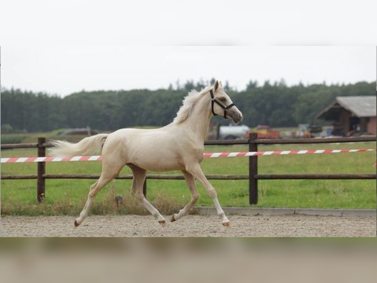 NRPS Stallion 1 year 14,2 hh Palomino in Arri&#xEB;n