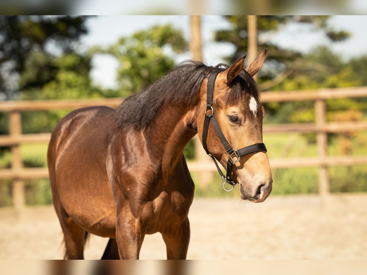 NRPS Stallion 1 year 16 hh in Tholen